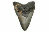 Huge, Fossil Megalodon Tooth - North Carolina #261049-1